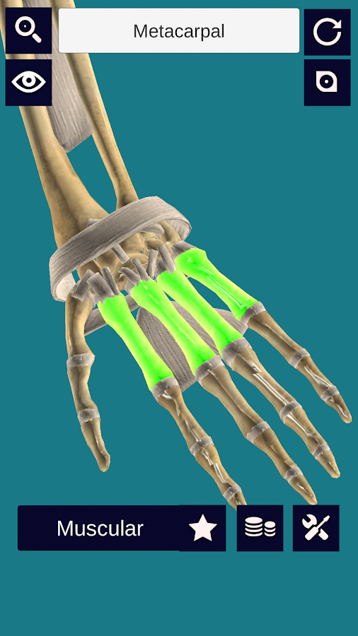 3D Anatomy: Muscle | Skeleton System + — приложение на Android