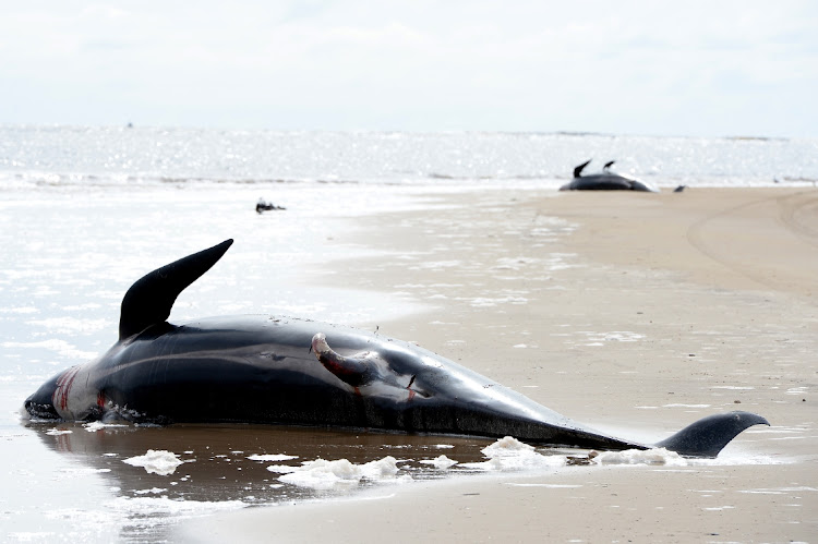 Dead pilot whales at Macquarie Harbour on September 24 2020 in Strahan, Australia. Rescuers are working to save hundreds of stranded whales on Tasmania's west coast. Efforts to save some 270 pilot whales beached on a sandbar started on Monday September 21.