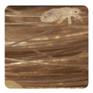 Download Head Lice For PC Windows and Mac