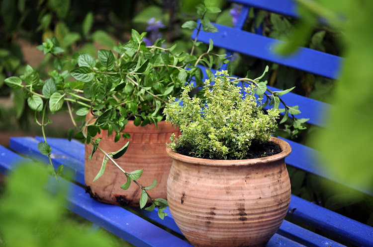 Mint and lemon thyme in terracotta pots.