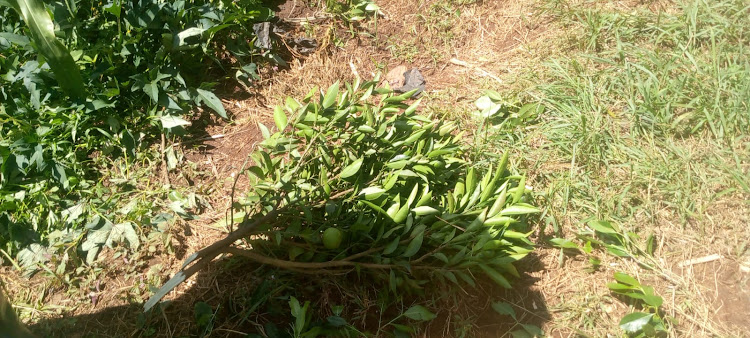 Some of the uprooted oranges in Lucy Kennedy's farm in Enkorika, Kajiado.