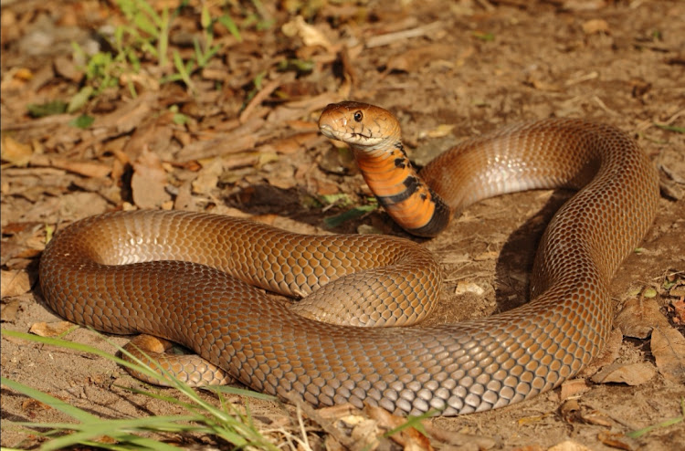 Three Mozambique spitting cobras, like the one pictured, were spotted on the same road of a Durban suburb, along with a black mamba.