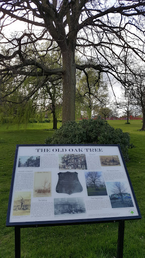 The Old Oak Tree