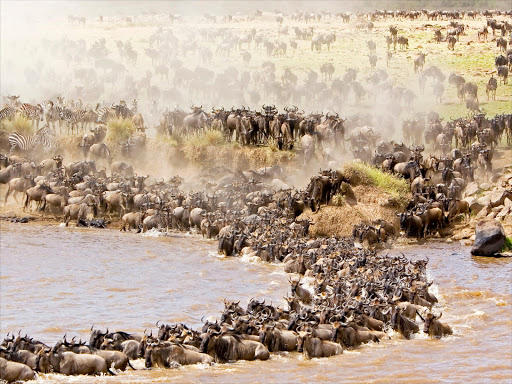 The great wildebeest migration.
