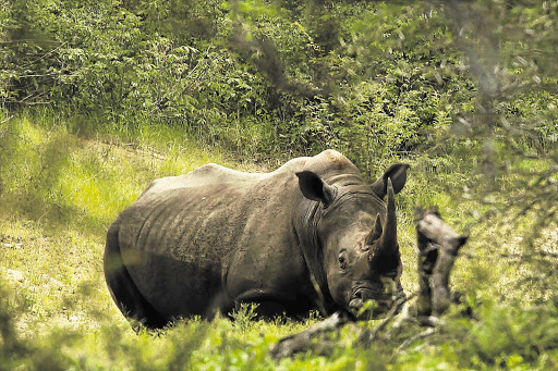 Poachers have slain 395 rhino in the Kruger National Park so far this year. File photo.