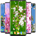 ダウンロード Cherry Blossom 3D Wallpaper 🌸 Spring Wal をインストールする 最新 APK ダウンローダ