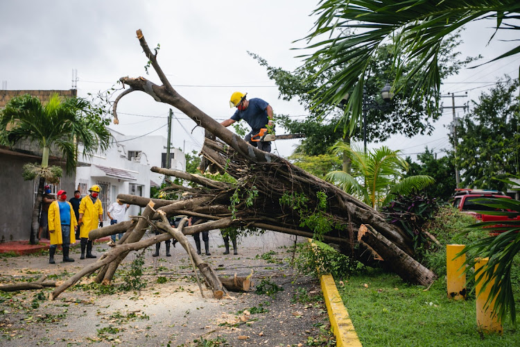 Workers try to move away a fallen tree from the street after Hurricane Delta caused damages in Cozumel on October 07, 2020 in Cozumel, Mexico.