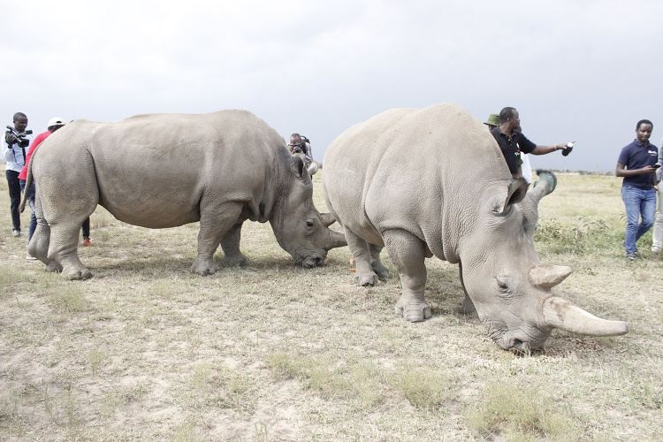 Two of the last remaining northern white rhinos females Najin and Fatu at Ol Pejeta Conservancy in Laikipia on August 23, last year. Image: MOSES MWANGI