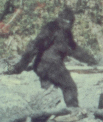 A still photo from TV footage of what appears to be Bigfoot. File photo.