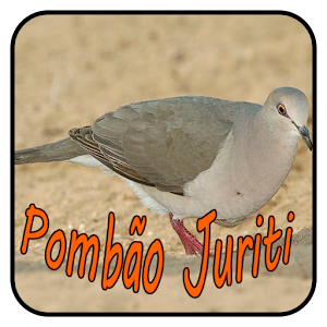 Download Canto Pombão Juriti Completo For PC Windows and Mac