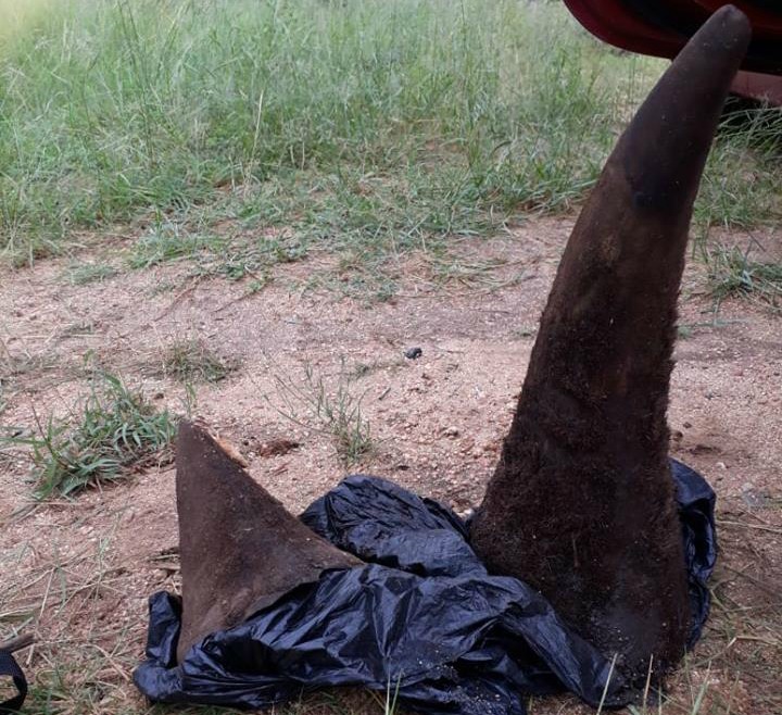 Rhino horn seized from poachers in Kruger National Park. File photo