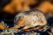  De Winton’s Golden mole on Port Nolloth beach.