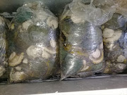A 42-year-old Crawford man was arrested during the seizure of Abalone at a funeral parlour. File photo.