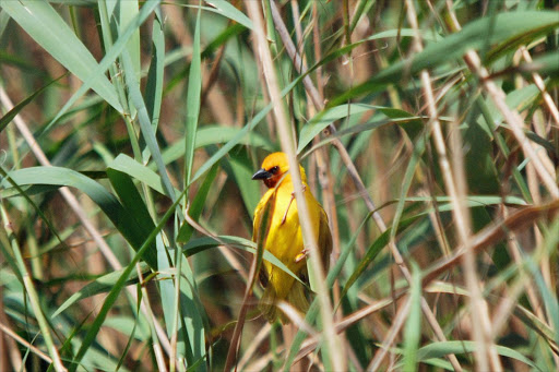 A Southern brown-throated weaver.