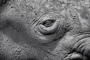 Dry mud covers the face of a black rhino at the National Zoological Gardens. File picture