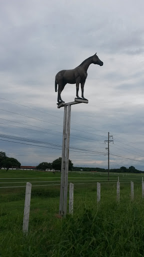 Haciend El Patron Caballo