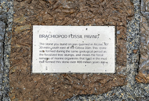 BRACHIOPOD FOSSIL PAVING   The stone you stand on was quarried in Alcove, NY 30 miles south east of the Gilboa Dam. This stone was formed during the same geological period as the fossilized tree...