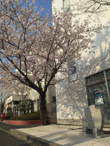 桜の石碑