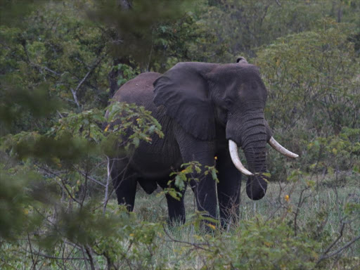 An elephant grazes along the Lower Imenti Forest at Gankere area in North Imenti