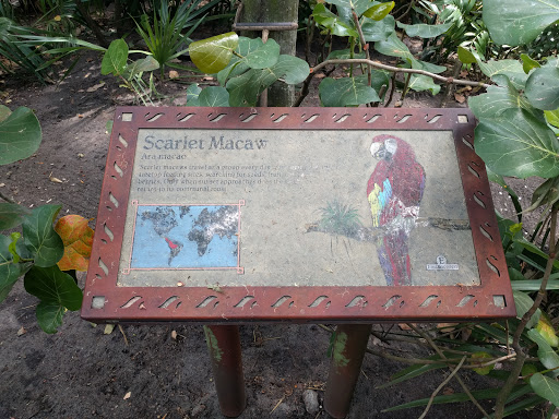 Scarlet Macaw - Animal Kingdom