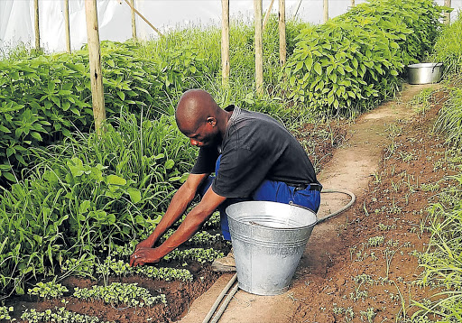 POPULAR SUPPLIER: Sinethemba Mafutha, of Elona Cebo Sprouts and Herbs, works in the garden Picture: SUPPLIED