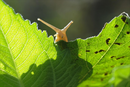 A snail is pictured munching in a garden. File photo.