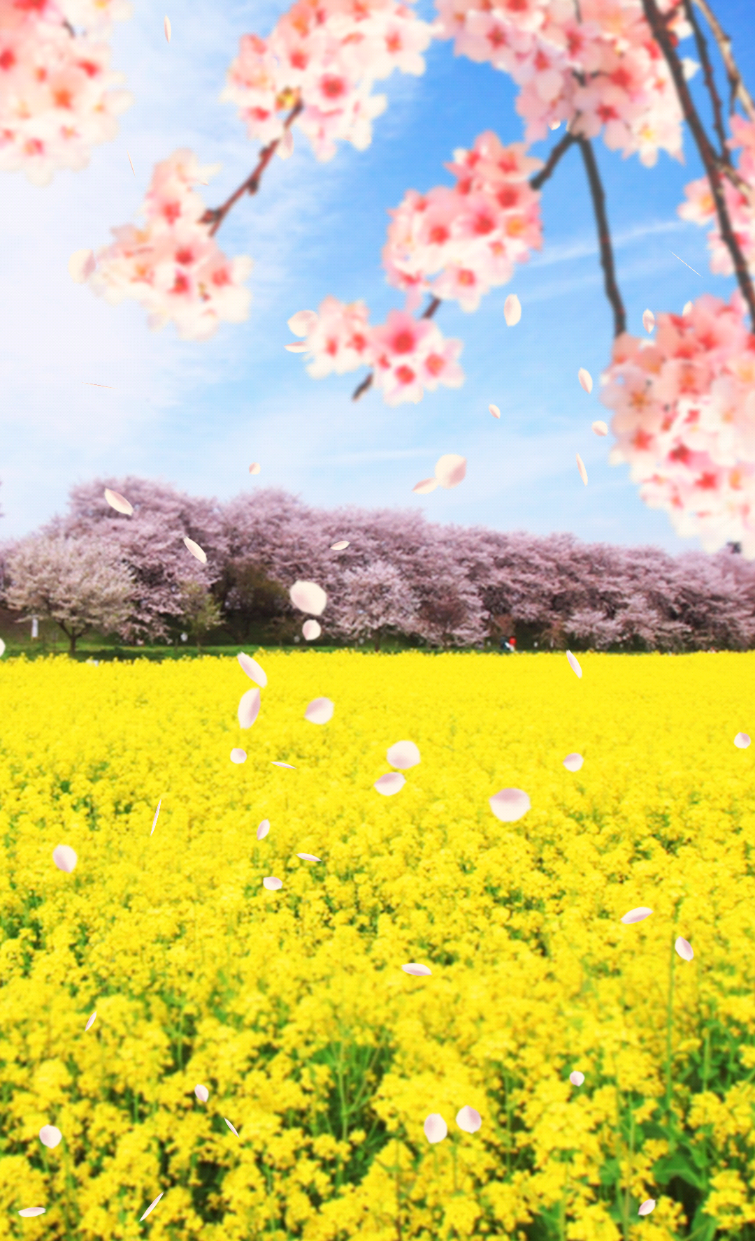 Android application 【Rape field and cherry】 screenshort