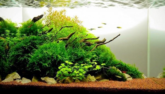How to download New Aquascape Design Ideas 1.0 mod apk for pc