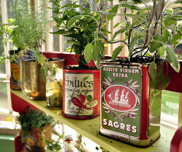 Herbs planted in recycled tins.