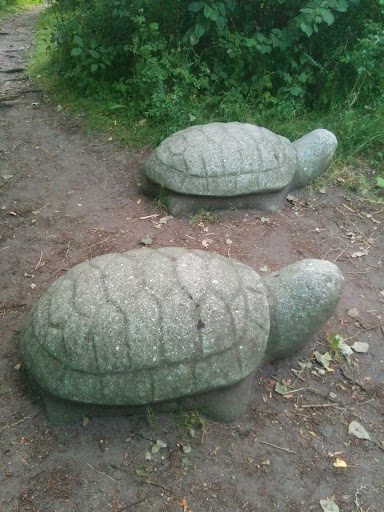 Two Turtles