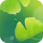 Green Apricot Leaf Wallpaper Apk