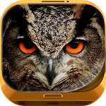 Night Owl Wallpaper HD Apk