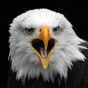 Download Wild Bald Eagle Wallpapers For PC Windows and Mac