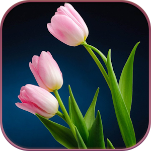 Download HD Pink Tulips Live Wallpaper For PC Windows and Mac