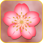 Cherry Blossom Live Wallpaper Apk