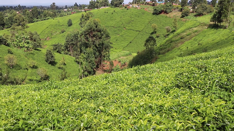 A tea farm in Munyuini village, Gatundu South.