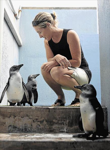 PORT IN A STORM: BCM marine science chief Siani Tinley with African penguins Koda and Kudu, part of a global gene pool of the fast declining species who live at the EL aquarium, and a newcomer, right Picture: MARK ANDREWS