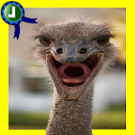 Baby Ostrich Adventure Apk