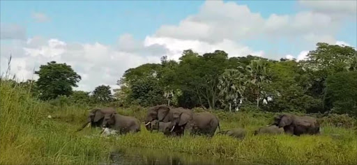 A herd of elephants is surprised by a crocodile sneak attack at Liwonde National Park in Malawi.