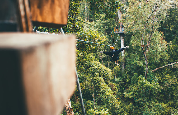 Tsitsikamma Canopy Tour.