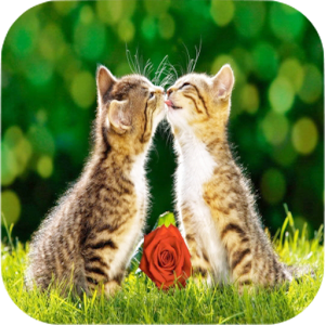 Download Cat Wallpapers For PC Windows and Mac