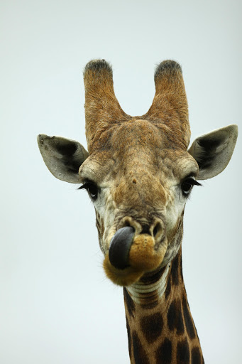 GOOFBALL – Giraffe by Caleb Shepard, Kwandwe Private Game Reserve, Eastern Cape.