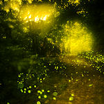 Fireflies Live Wallpapers Apk