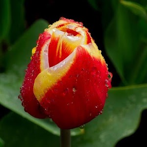 Download Tulip Wallpapers HD For PC Windows and Mac