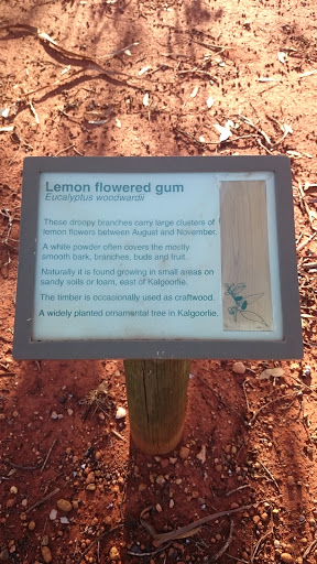 Lemon Flowered Gum