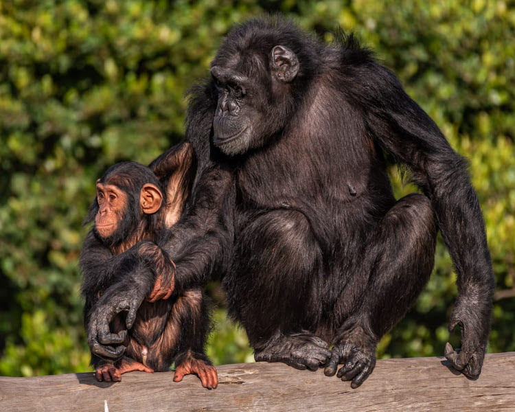 A Chimpanzee with her baby at the Sweetwaters sanctuary at Ol Pejeta conservancy on February 27, 2024.