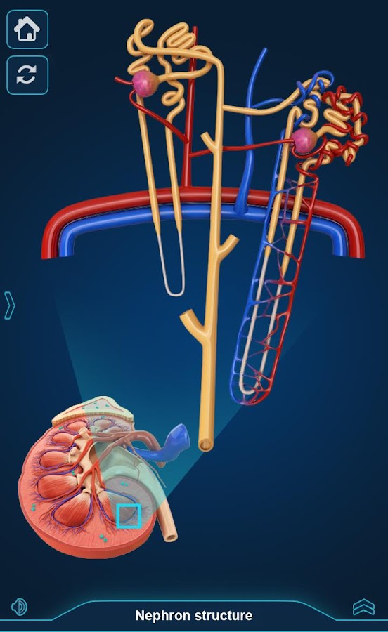 Kidney Anatomy — приложение на Android