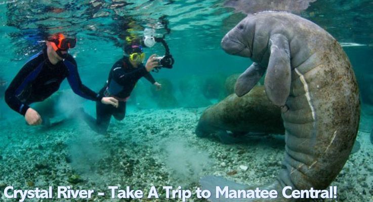 Crystal River - Take A Trip to Manatee Central!