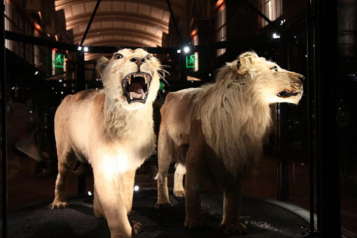 A screenshot of the Atlas Lions (Barbary Lions) in Muséum National d'Histoire Naturelle à Paris