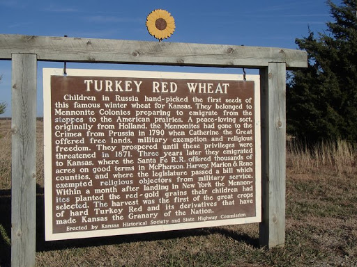 TURKEY RED WHEAT Children in Russia hand-picked the first seeds of this famous winter wheat for Kansas. They belonged to Mennonite Colonies preparing to emigrate from the steppes to the America...